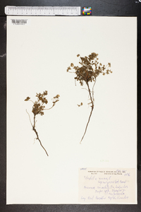Potentilla grandiflora image
