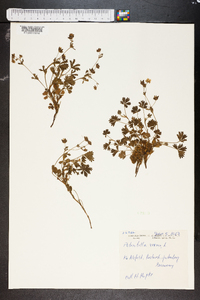 Potentilla grandiflora image