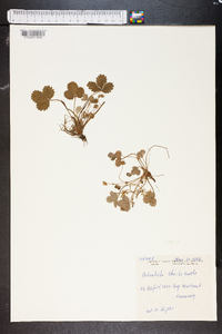 Potentilla sterilis image