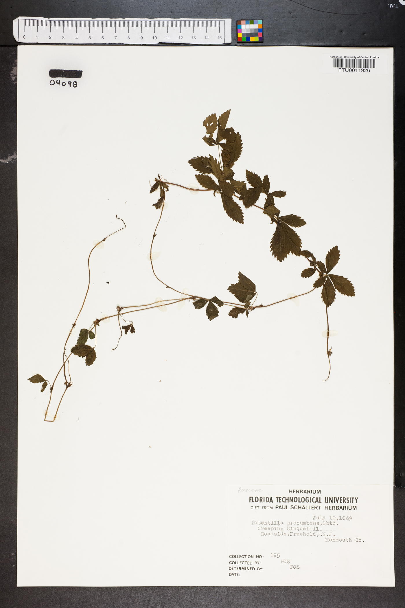 Potentilla procumbens image