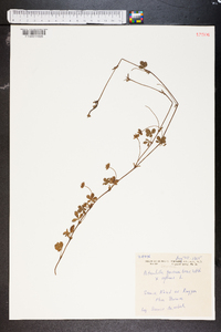 Potentilla procumbens image