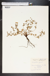 Potentilla tabernaemontani image