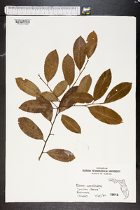 Prunus caroliniana image