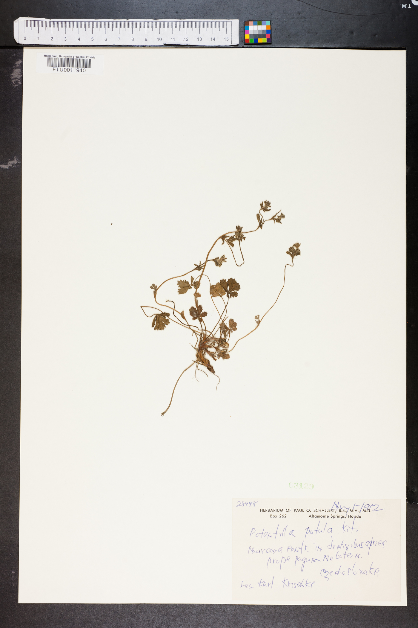 Potentilla patula image