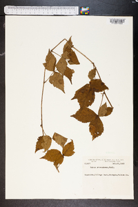 Rubus procumbens image