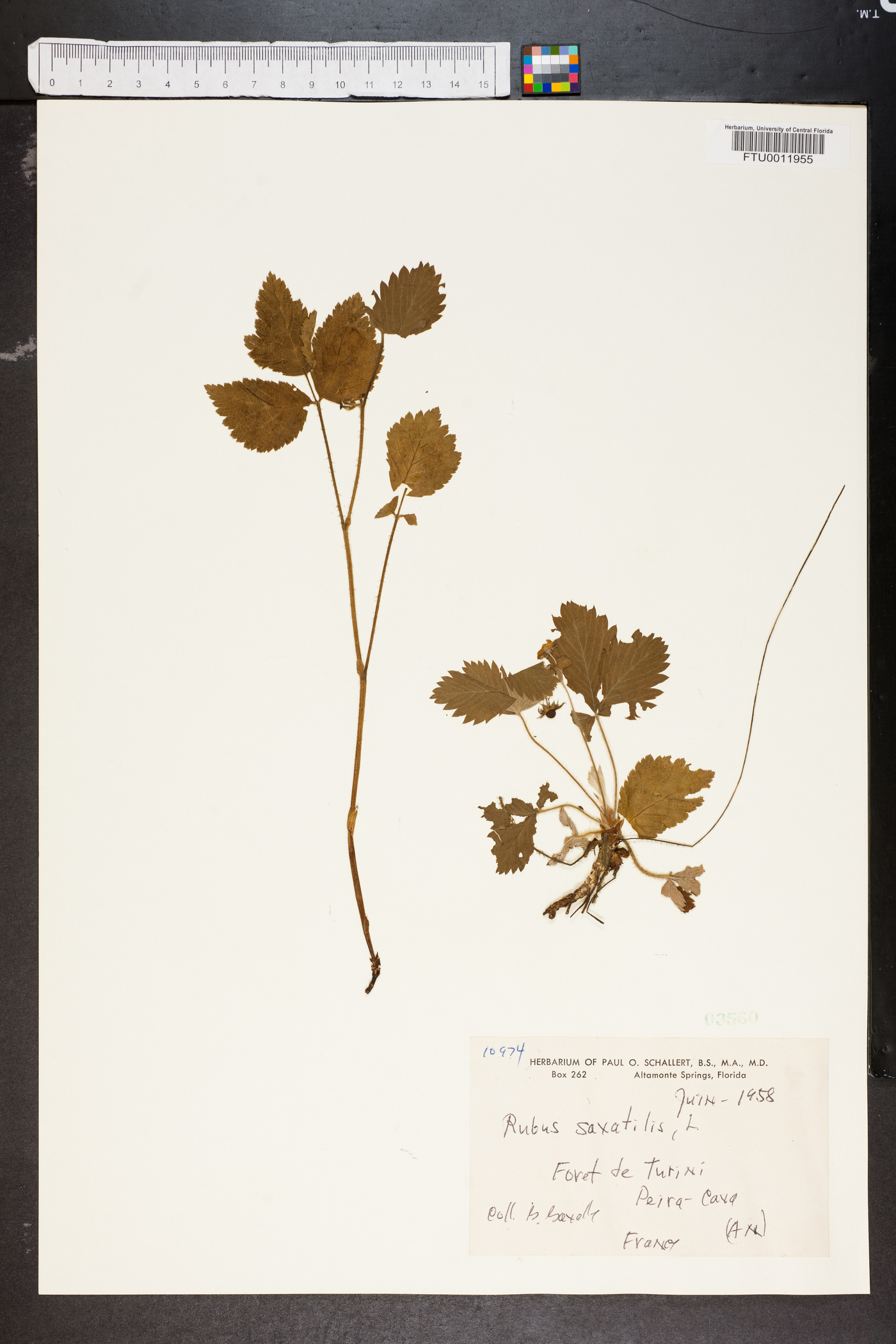 Rubus saxatilis image