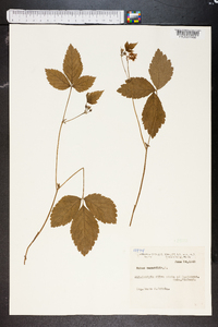 Rubus saxatilis image