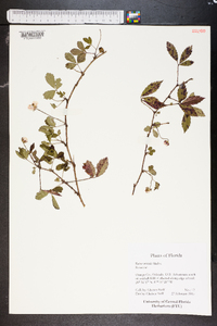 Rubus trivialis image