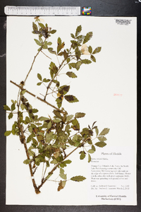 Rubus trivialis image