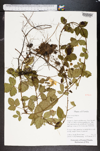 Rubus trivialis image