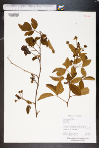 Rubus trivialis image