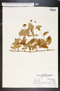 Rubus trivialis image