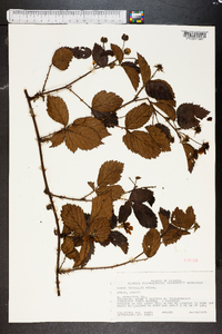 Rubus trivialis image