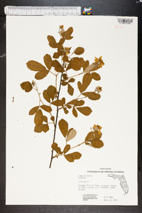 Rubus trivialis image