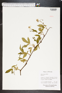 Rubus trivialis image