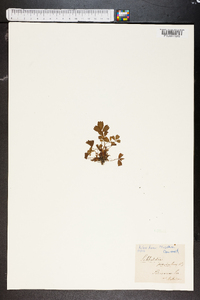 Sibbaldia procumbens image