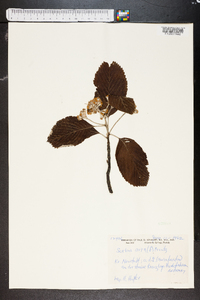 Sorbus aria image