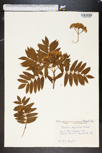 Sorbus scopulina image