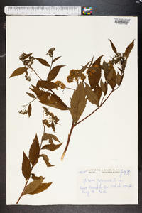 Spiraea japonica image