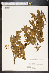 Spiraea × vanhouttei image