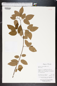 Berchemia scandens image