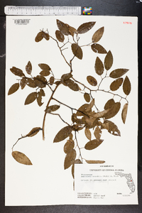 Berchemia scandens image