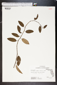 Berchemia scandens image