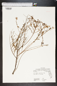 Ceanothus microphyllus image