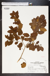 Krugiodendron ferreum image