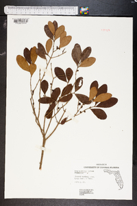 Krugiodendron ferreum image