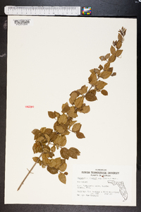 Sageretia minutiflora image