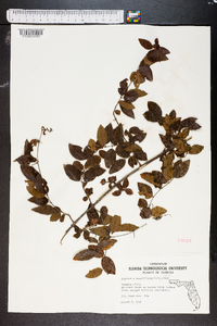 Sageretia minutiflora image