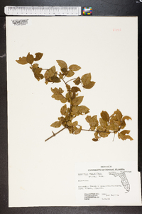 Sageretia minutiflora image