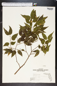 Celtis laevigata image