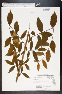 Ulmus alata image