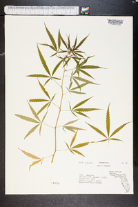 Cannabis sativa image