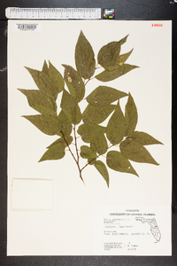 Celtis laevigata image