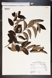 Trema micrantha image