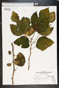 Broussonetia papyrifera image