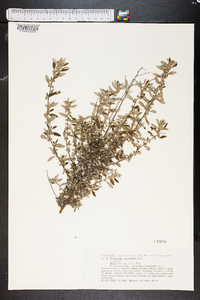 Forsskaolea angustifolia image