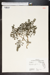 Pilea depressa image