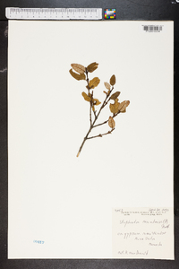 Shepherdia canadensis image