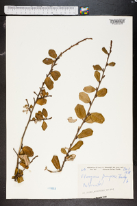 Elaeagnus pungens image