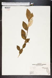 Elaeagnus pungens image