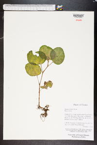 Begonia cucullata image