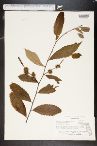 Castanea alnifolia image