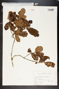 Quercus chapmanii image