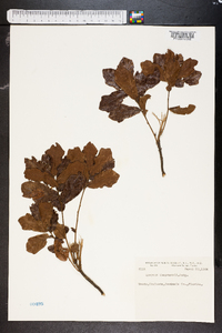 Quercus chapmanii image