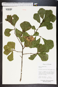 Quercus chapmanii image