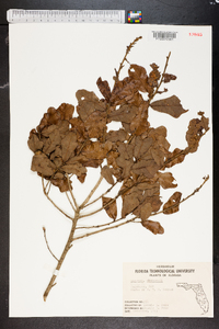 Quercus chapmanii image